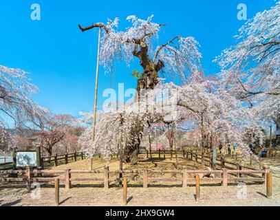 saitama, chichibu - märz 09 2022: Berühmter alter Shidarezakura weinender Kirschbaum, genannt Edohiganzakura, der ein natürlicher Schatz der präfektur saitama ist Stockfoto