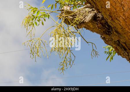 Visskumpflanze Auf Butchwood Tree Stockfoto