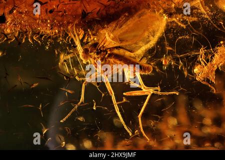 Pilz-Mücke (Mycetophilidae) im baltischen Bernstein eingesperrt Stockfoto