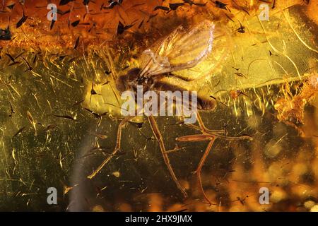 Pilz-Mücke (Mycetophilidae) im baltischen Bernstein eingesperrt Stockfoto