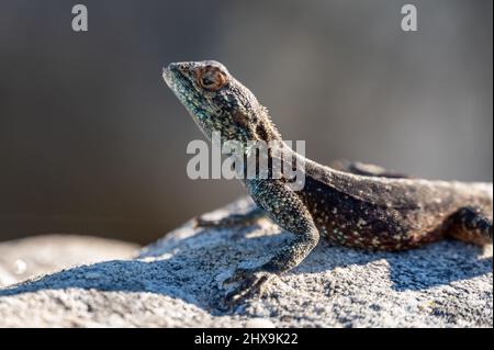 Ein südlicher Felsen, der auf einem Felsen in Südafrika liegt Stockfoto