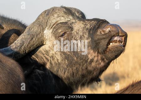 Afrikanischer Büffelbulle mit der Reaktion der Flehmen, Kruger National Park Stockfoto