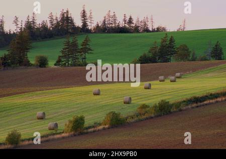 Heuballen auf Bauernhöfen, Burlington, Prince Edward Island, Kanada Stockfoto