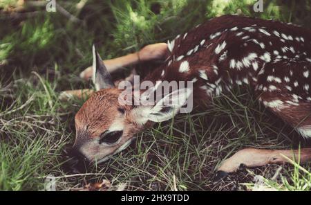 Neugeborenes hirschchen bambi und wilde Tiere Konzept. Fawn Ruht. Baby Reh. Junge wilde Rehe versteckt in hohem Gras. Capreolus capreolus. Neu geborener Roe Stockfoto