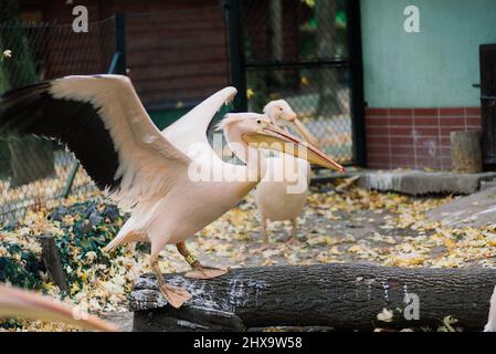 Eine Nahaufnahme eines niedlichen Pelikanvogels in der Nähe des Teiches im Zoo Stockfoto