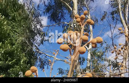 Vertikales Bild des Blickes durch Eukalyptusbaum zum blauen Himmel darüber Stockfoto