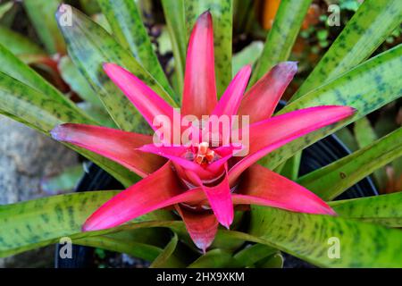 Farbenfrohe Bromeliade im tropischen Garten Stockfoto