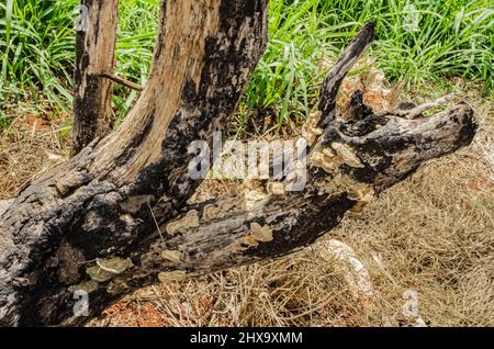 Ganoderma-Pilze wachsen auf den Reitern eines alten Baumes, der verbrannt wurde und dessen Stumpf verfaulen bleibt. Stockfoto