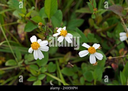 Spanische Nadelblumen (Bidens alba) Stockfoto