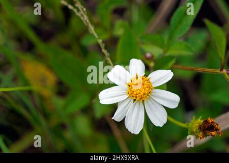 Spanische Nadelblumen (Bidens alba) Stockfoto