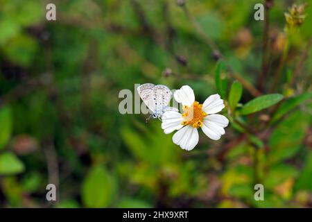 Spanische Nadelblume (Bidens alba) und Schmetterling Stockfoto