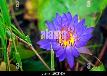 Heiliges blaues Seerosenblüten (Nymphaea caerulea) auf dem See Stockfoto