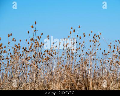 Teasins gegen einen klaren blauen Winterhimmel Stockfoto