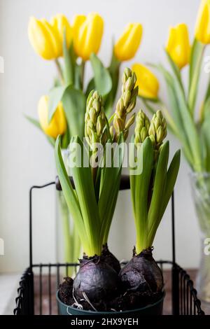 Hyozinthe-Birnen in einem Topf auf einem Hintergrund von gelben Tulpen Stockfoto