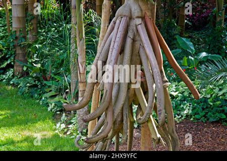 Wandelte Palmenwurzeln (Soccratea exorrhiza), Minas Gerais, Brasilien Stockfoto