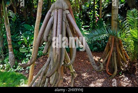 Wandelte Palmenwurzeln (Soccratea exorrhiza), Minas Gerais, Brasilien Stockfoto