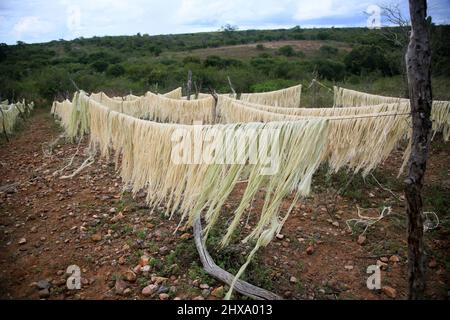 Araci, bahia, brasilien - 9. märz 2022: Trocknung von Sisalfasern - Agavaceae - für die Seilproduktion in der Stadt Araci, der semi-ariden Region Bahia. Stockfoto