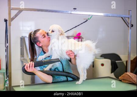 Junge Frau, die Haare eines weißen pommerschen Hundes trocknet Stockfoto