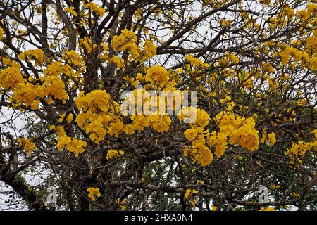 Goldener Trompetenbaum oder gelber ipe-Baum (Handroanthus chrysotrichus), Tiradentes, Brasilien Stockfoto