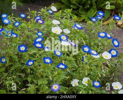 Eine Gruppe von blauen und weißen Convolvulus Flaggschiff eine nicht invasive Verbreitung jährlich, die in verschiedenen Farben Kommt Ein Mitglied der Bindweed Familie Stockfoto