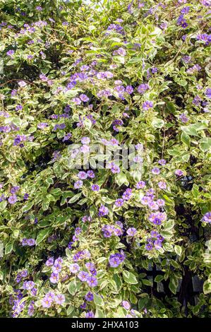 Solanum rantonneti Variegata Ein hoher Strauch mit hellgrünem und cremefarbenem Laub Blau- bis Violettblüten Frost zarte halbLaub immergrüne Staude Stockfoto