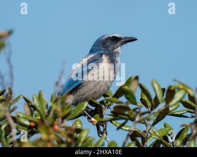 Florida Scrub-jay, Aphelocoma coerulescens, ein endemischer Vogel in Florida USA Stockfoto