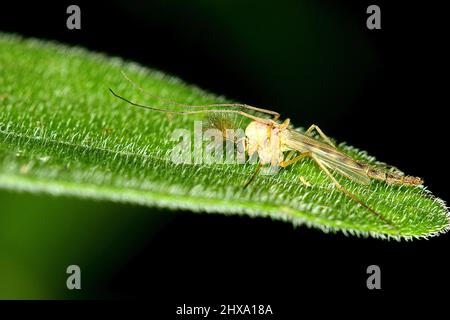 Midge (Chrironomus sp) auf Blatt Stockfoto