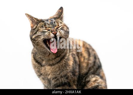 Eine Tabby-Katze lässt ein großes Gähnen aus, während sie vor einem natürlichen, weißen Wandhintergrund sitzt. Stockfoto