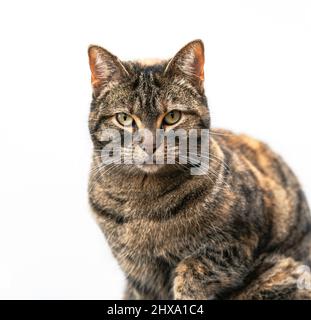 Großes Porträt einer schönen Tabby-Katze mit einem hübschen Mantel und markanten grünen Augen, die den Betrachter aufmerksam anschaut. Mit einem sauberen weißen Hintergrund. Stockfoto