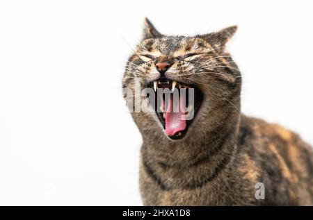 Große Nahaufnahme einer Tabby-Katze, die ein großes Gähnen mit einem Miau vor einem natürlichen weißen Wandhintergrund auslässt. Stockfoto