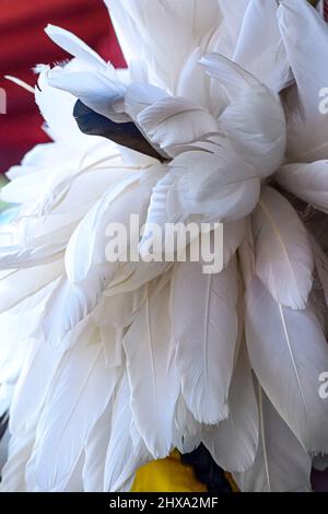 Ein Strauß weißer Federn mit einer schwarzen Feder, nicht auf einem Vogel Stockfoto