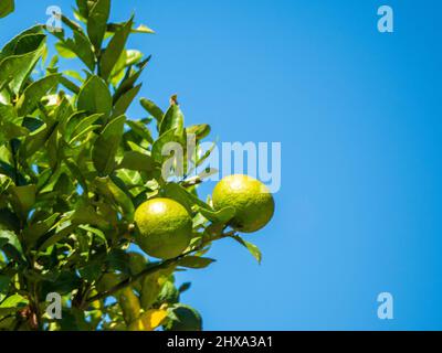 Zwei grüne gelbe Zitronen reifen auf dem Baum, blauer Himmel Hintergrund, grüne Baumblätter, australischer Garten. Zitrusfrüchte wachsen. Inländischer Hinterhof Stockfoto