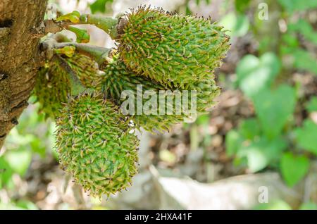 Seitenansicht mit einem Haufen kleiner Graviola-Früchte Stockfoto