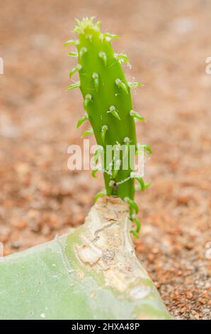 Junge Kaktusblätter Stockfoto