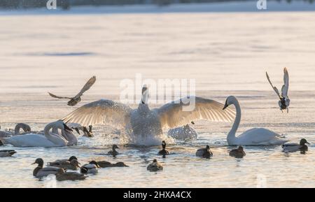 Trompeter-Schwäne (Cygnus buccinator) und Mallard-Enten auf dem St. Croix River, WI, USA, von Dominique Braud/Dembinsky Photo Assoc Stockfoto