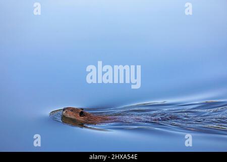 Biber schwimmt durch einen Teich Stockfoto