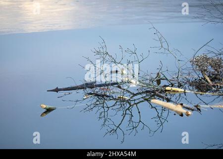 Bibers Nahrungslager aus Espenstämmen und Ästen, die im Herbst in einem Teich gelagert wurden, um über den Winter Nahrung zu liefern. Populus tremuloides. Stockfoto