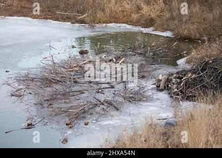 Biber fressen aus dem Futterlager von Baumstämmen und Ästen, die für Wintervorräte im Teicheis außerhalb der Lodge gelagert sind Stockfoto