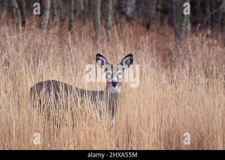 Weißschwanzhirsche auf einer Graswiese am Waldrand, Fish Creek Provincial Park, Calgary, Alberta, Kanada. Odocoileus virginianus Stockfoto
