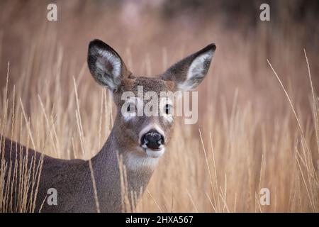 Weißschwanzhirsch-Hirsch-Porträt. Odocoileus virginianus Stockfoto