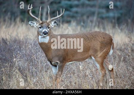 Willd Weißschwanz-Hirschbock. Odocoileus virginianus Stockfoto