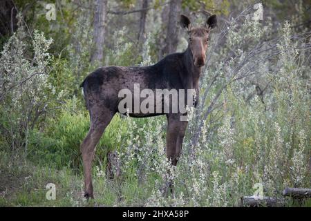 Elchkuh im Silberbeergebiet eines gemischten Auenwaldes im Fish Creek Provincial Park in der Stadt Calgary, Alberta, Kanada. Alces Alces. Stockfoto