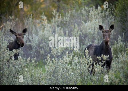 Zwei Elche, männlich und weiblich, in Silberbeerenbeet aus gemischten Auenwäldern, Fish Creek Provincial Park, Calgary, Alberta, Kanada. Alces Alces Stockfoto