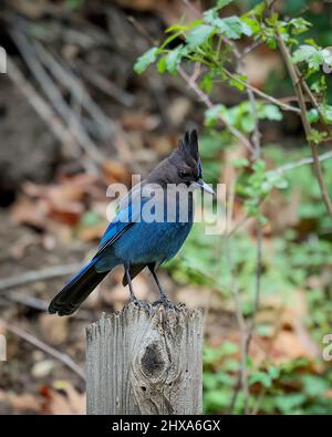 San Jose, California, 10. March 2022 : Alum Rock : Steller's jay ist ein Vogel aus dem westlichen Nordamerika und den Bergen Mittelamerikas, der eng mit dem blauen jay aus dem östlichen Nordamerika verwandt ist. Es ist auch bekannt als der langkrebsenhäher, berghäher und kiefernhäher. Es ist der einzige haubenjay westlich der Rocky Mountains. Dies hat den wissenschaftlichen Namen Cyanocitta stelleri mit einer Lebensdauer von rund 10 Jahren: Seshadri SUKUMAR Stockfoto