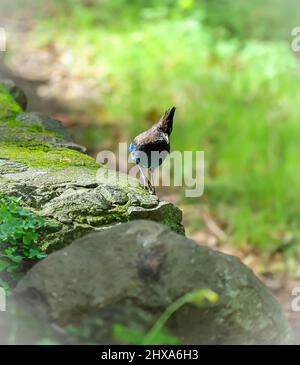 San Jose, Alum Rock, California,10. March 2022 : Steller's jay ist ein Vogel, der im westlichen Nordamerika und in den Bergen Mittelamerikas beheimatet ist und eng mit dem blauen jay verwandt ist, der im östlichen Nordamerika gefunden wurde. Es ist auch bekannt als der langkrebsenhäher, berghäher und kiefernhäher. Es ist der einzige haubenjay westlich der Rocky Mountains. Dies hat den wissenschaftlichen Namen Cyanocitta stelleri mit einer Lebensdauer von rund 10 Jahren: Seshadri SUKUMAR