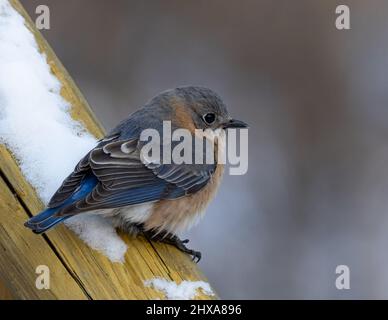 Weibliche östliche Bluebird, die im Schnee thront Stockfoto