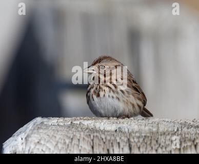 Hocked American Song Sparrow Stockfoto