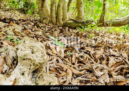 Ein eingebettetes Gestein befindet sich nahe an der Basis eines gestürzten Sauerteiges, unter dem die dicke Schicht gefallener getrockneter Leavs liegt. Stockfoto