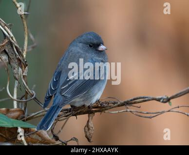 Der dunkeläugige Junco thront auf einer Weinrebe Stockfoto