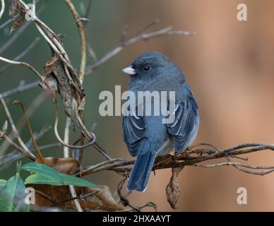 Der dunkeläugige Junco thront auf einer Weinrebe Stockfoto